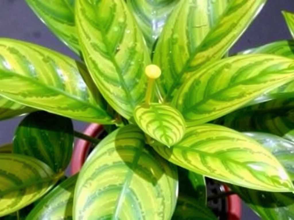 How to Care for Manjula Pothos to Boost Its Variegation