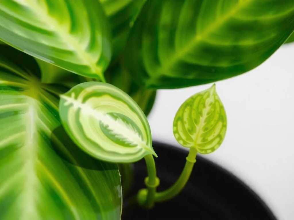 How to Care for Hybrid Pothos Varieties(1)