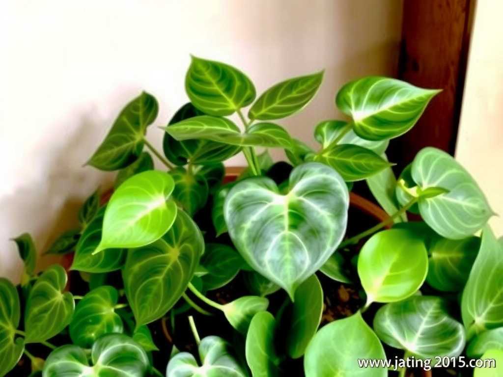 How to Care for Global Green Pothos Variety(1) How to Care for Global Green Pothos Variety(1)